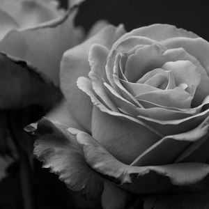 Meet your Posher, Trisha